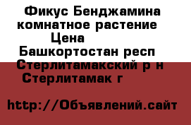 Фикус Бенджамина комнатное растение › Цена ­ 2 500 - Башкортостан респ., Стерлитамакский р-н, Стерлитамак г.  »    